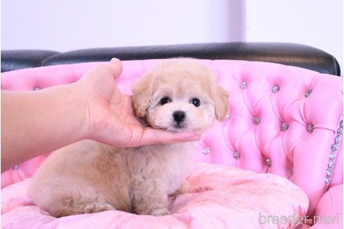 成約済の茨城県のビションプー:ビションフリーゼ×トイプードル-311483の1枚目
