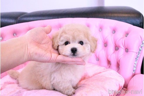 成約済の茨城県のビションプー:ビションフリーゼ×トイプードル-311483の5枚目