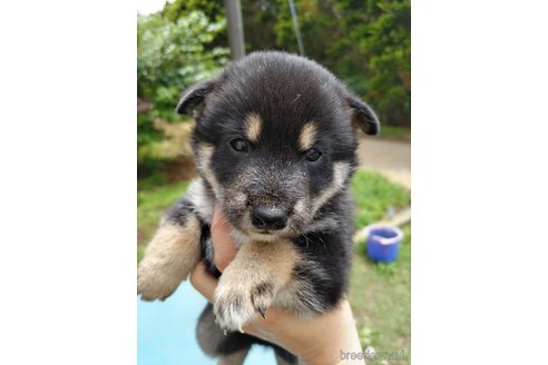 成約済の千葉県の柴犬-310651の3枚目