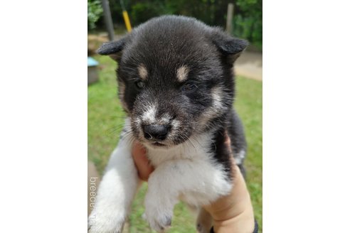 成約済の千葉県の柴犬-310652の3枚目