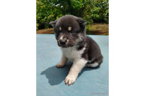 成約済の千葉県の柴犬-310652の2枚目