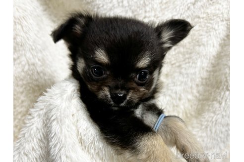 成約済の千葉県のチワワ(ロングコート)-304483の2枚目