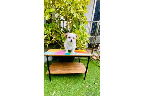 成約済の千葉県のミックス犬-300013の4枚目