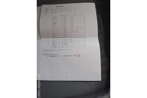 成約済の三重県のペキニーズ-310376の2枚目