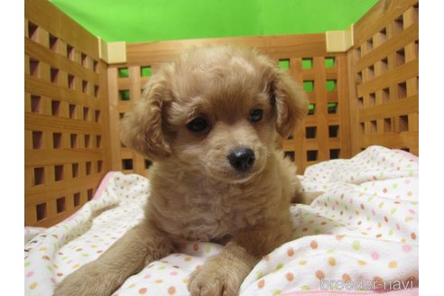 成約済の福岡県のミックス犬-302158の5枚目