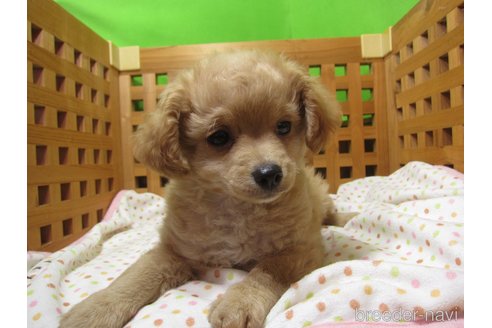 販売中の福岡県のミックス犬-302158の5枚目