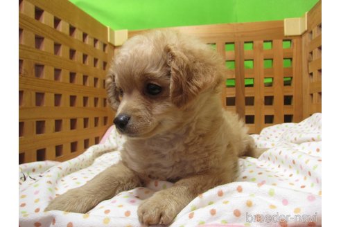 販売中の福岡県のミックス犬-302158の4枚目