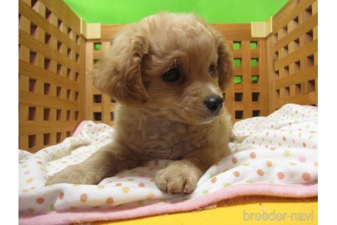 成約済の福岡県のミックス犬-302158の3枚目