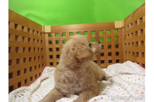 成約済の福岡県のミックス犬-302158の2枚目
