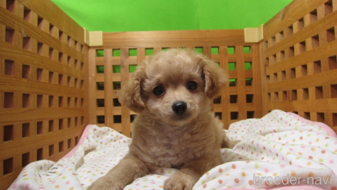 成約済の福岡県のミックス犬-302158