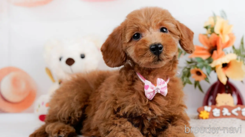 成約済の静岡県のトイプードル-309824の3枚目