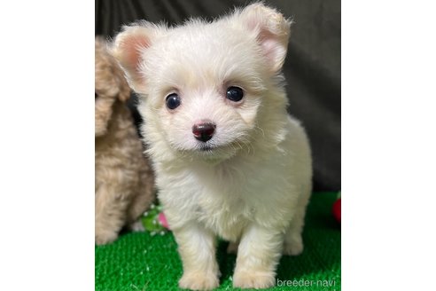成約済の東京都のミックス犬-311547の1枚目