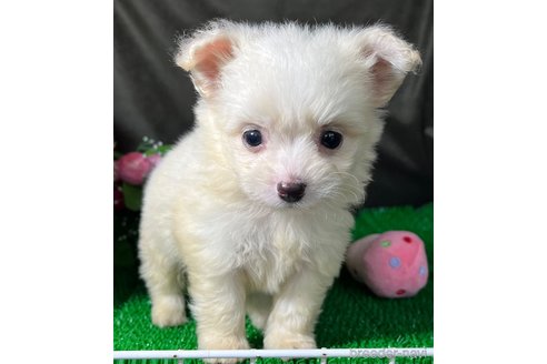 成約済の東京都のミックス犬-311547の7枚目