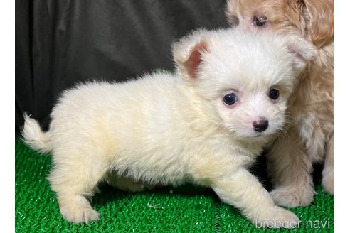 成約済の東京都のミックス犬-311547の6枚目