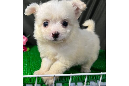 成約済の東京都のミックス犬-311547の3枚目