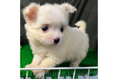 成約済の東京都のミックス犬-311547の4枚目
