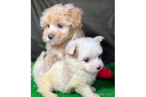 成約済の東京都のミックス犬-311547の5枚目