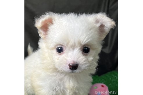 成約済の東京都のミックス犬-311547の2枚目
