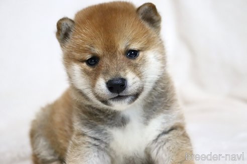 成約済の滋賀県の柴犬-311549の4枚目
