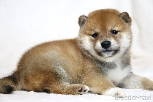 成約済の滋賀県の柴犬-311549の3枚目