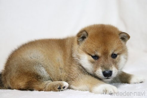 成約済の滋賀県の柴犬-311549の2枚目