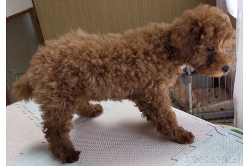成約済の秋田県のトイプードル-304099の3枚目