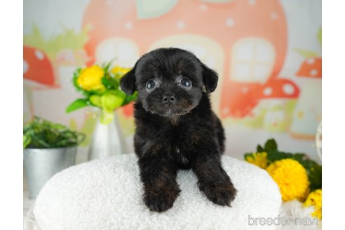 成約済の千葉県のチワプー:チワワ×トイプードル-311557の3枚目