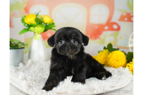 成約済の千葉県のチワプー:チワワ×トイプードル-311557の4枚目