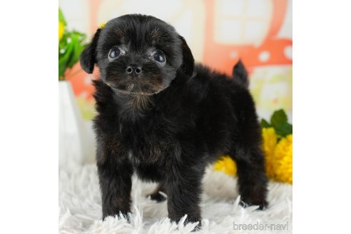 成約済の千葉県のチワプー:チワワ×トイプードル-311557の5枚目