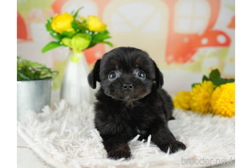 成約済の千葉県のチワプー:チワワ×トイプードル-311557の2枚目