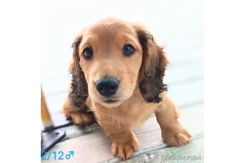 成約済の埼玉県のミニチュアダックスフンド(ロングヘアード)-302290の6枚目