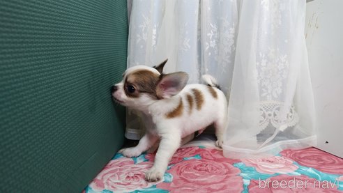 販売中の千葉県のチワワ(ロングコート)-305953の125枚目