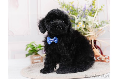 成約済の神奈川県のチワプー:チワワ×トイプードル-311568の6枚目