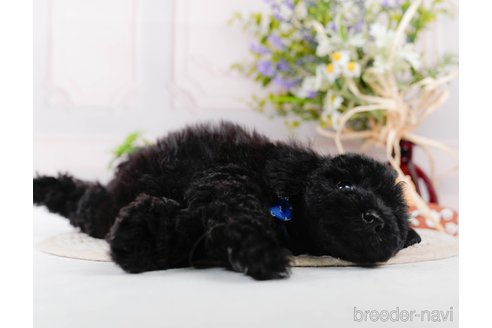 成約済の神奈川県のチワプー:チワワ×トイプードル-311568の8枚目