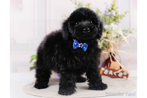 成約済の神奈川県のチワプー:チワワ×トイプードル-311568の3枚目