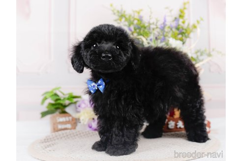 成約済の神奈川県のチワプー:チワワ×トイプードル-311568の5枚目