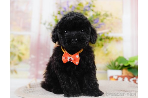 成約済の神奈川県のチワプー:チワワ×トイプードル-311571の9枚目