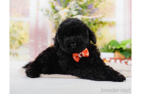 成約済の神奈川県のチワプー:チワワ×トイプードル-311571の4枚目