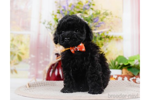 成約済の神奈川県のチワプー:チワワ×トイプードル-311571の5枚目