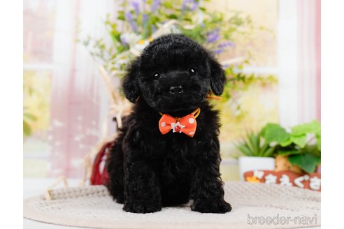 成約済の神奈川県のチワプー:チワワ×トイプードル-311571の1枚目