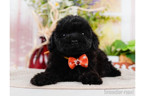 成約済の神奈川県のチワプー:チワワ×トイプードル-311571の6枚目