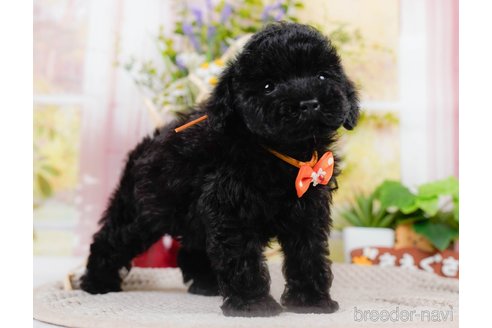 成約済の神奈川県のチワプー:チワワ×トイプードル-311571の7枚目