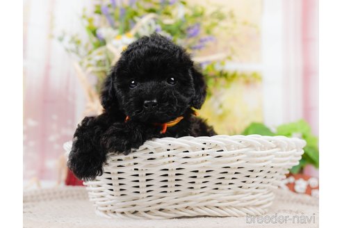 成約済の神奈川県のチワプー:チワワ×トイプードル-311571の8枚目