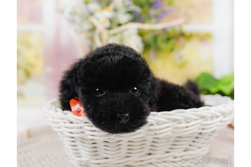 成約済の神奈川県のチワプー:チワワ×トイプードル-311571の3枚目