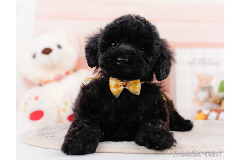 成約済の神奈川県のチワプー:チワワ×トイプードル-311573の9枚目