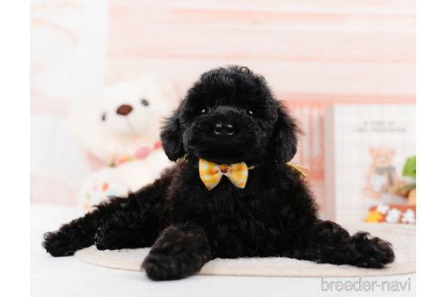 成約済の神奈川県のチワプー:チワワ×トイプードル-311573の11枚目