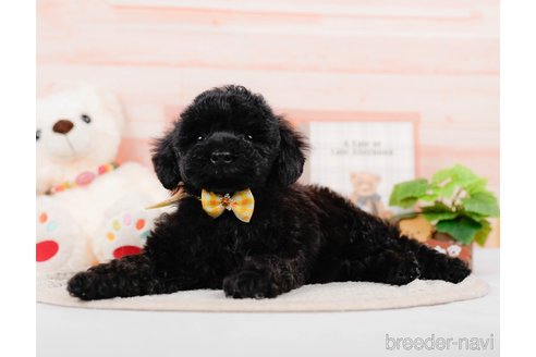 成約済の神奈川県のチワプー:チワワ×トイプードル-311573の6枚目