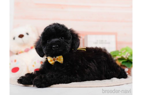 成約済の神奈川県のチワプー:チワワ×トイプードル-311573の7枚目