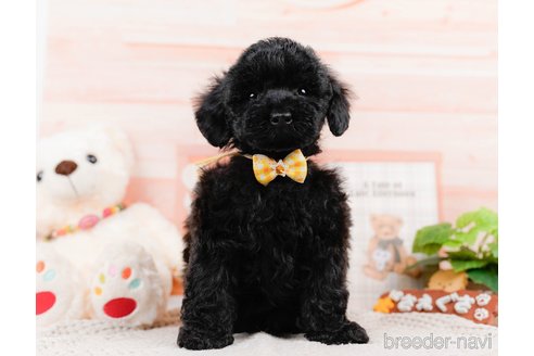 成約済の神奈川県のチワプー:チワワ×トイプードル-311573の8枚目