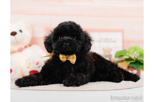 成約済の神奈川県のチワプー:チワワ×トイプードル-311573の5枚目